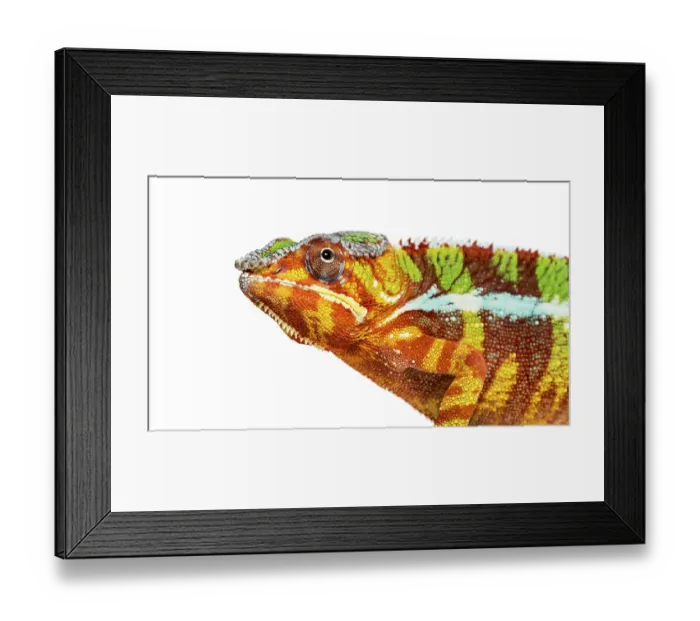 Framed Print : Head of Panther chameleon, Furcifer pardalis looking at camera against white background