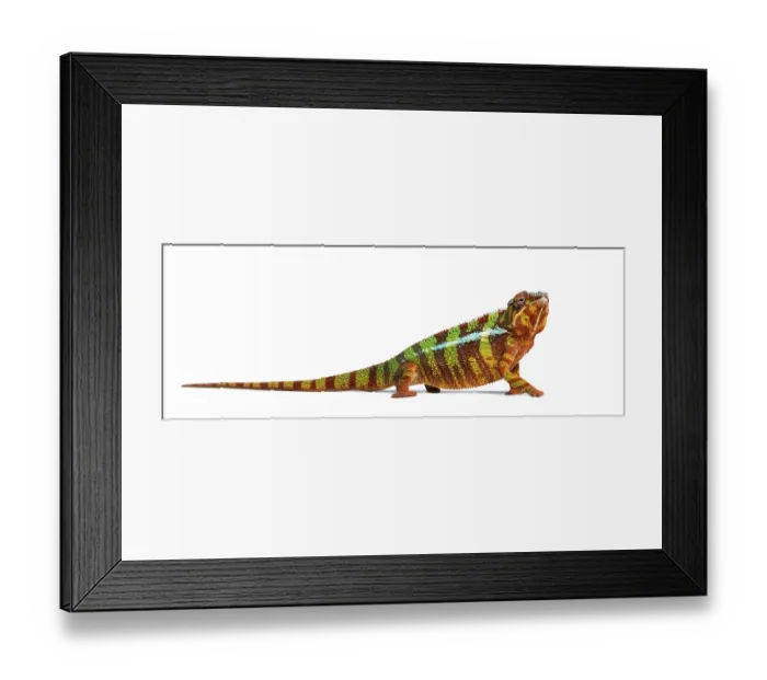 Framed Print : Panther chameleon, Furcifer pardalis against white background Framed Print : Panther chameleon, Furcifer pardalis against white background