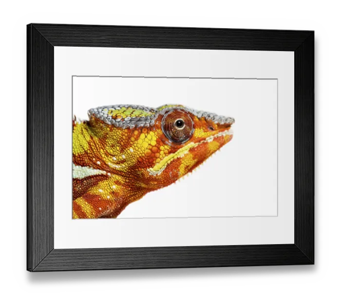 Framed Print : Head of Panther chameleon, Furcifer pardalis looking at camera against white background Framed Print : Head of Panther chameleon, Furcifer pardalis looking at camera against white background