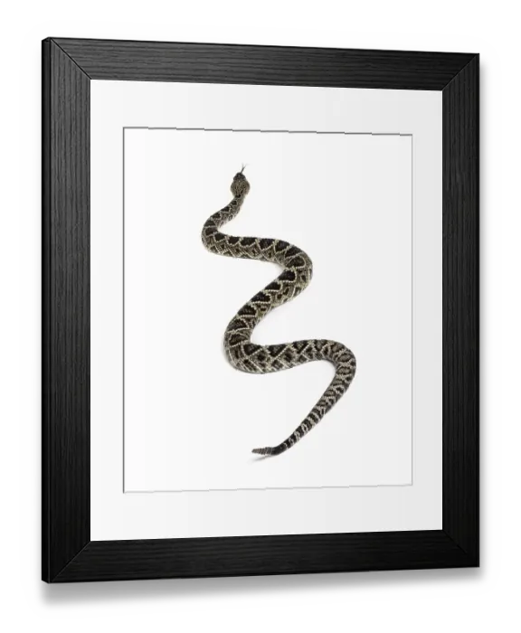 Framed Print : Crotalus atrox, western diamondback rattlesnake or Texas diamond-back Framed Print : Crotalus atrox, western diamondback rattlesnake or Texas diamond-back