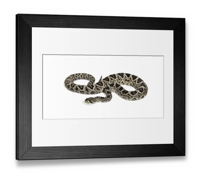 Framed Print : Crotalus atrox, western diamondback rattlesnake or Texas diamond-back