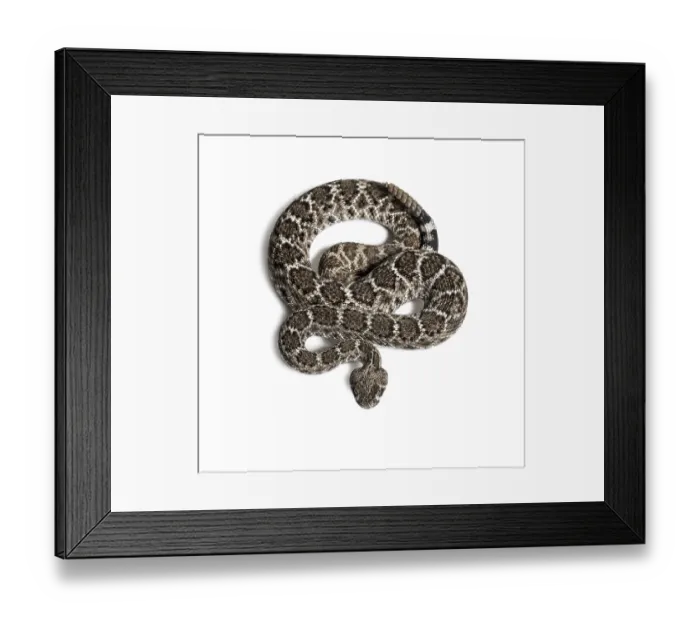Framed Print : Crotalus atrox, western diamondback rattlesnake or Texas diamond-back