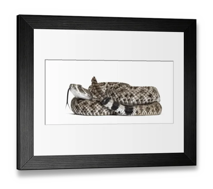 Framed Print : Crotalus atrox, western diamondback rattlesnake or Texas diamond-back