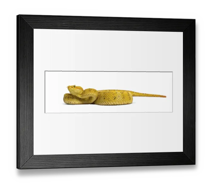 Framed Print : Bothriechis schlegelii, Bothriechis schlegelii Framed Print : Bothriechis schlegelii, Bothriechis schlegelii