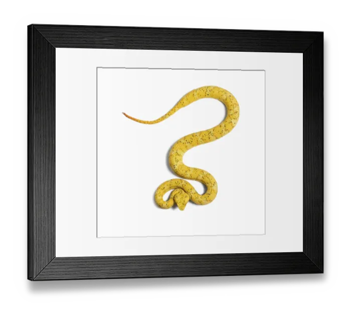 Framed Print : Bothriechis schlegelii, Bothriechis schlegelii Framed Print : Bothriechis schlegelii, Bothriechis schlegelii