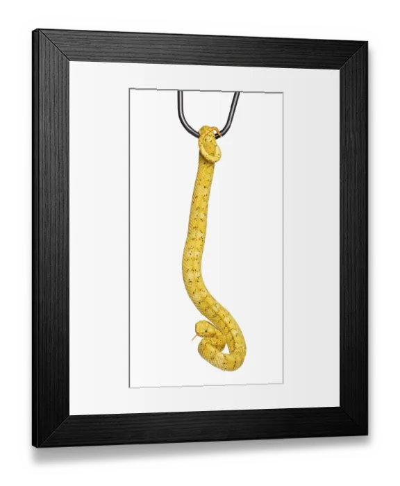 Framed Print : Bothriechis schlegelii, Bothriechis schlegelii