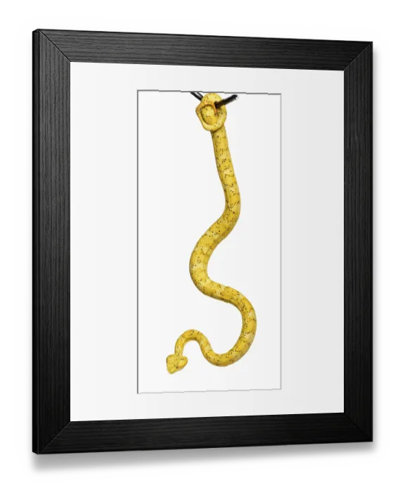 Framed Print : Bothriechis schlegelii, Bothriechis schlegelii