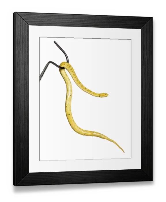Framed Print : Bothriechis schlegelii, Bothriechis schlegelii