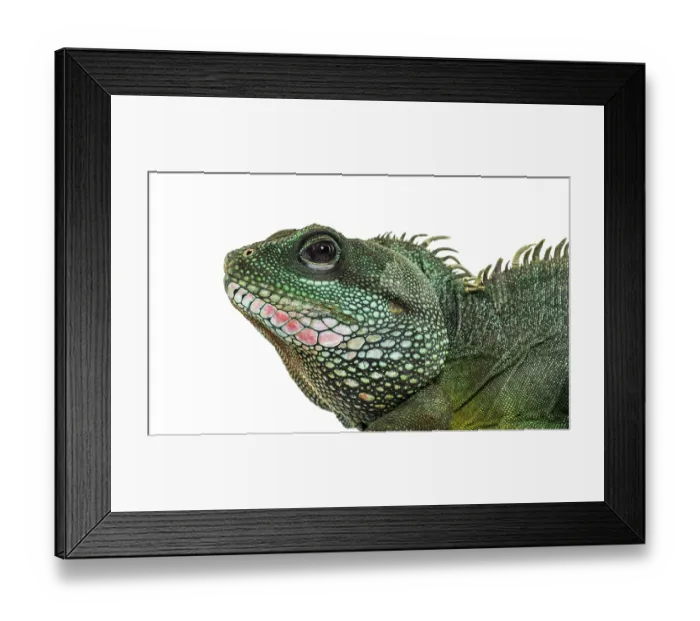 Framed Print : Chinese water dragon, Physignathus cocincinus