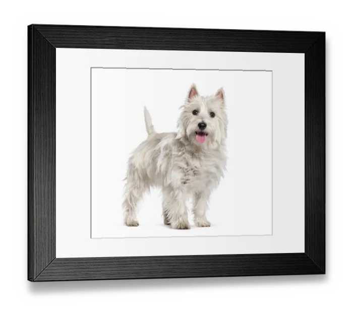 Framed Print : West Highland White Terrier in front of white background