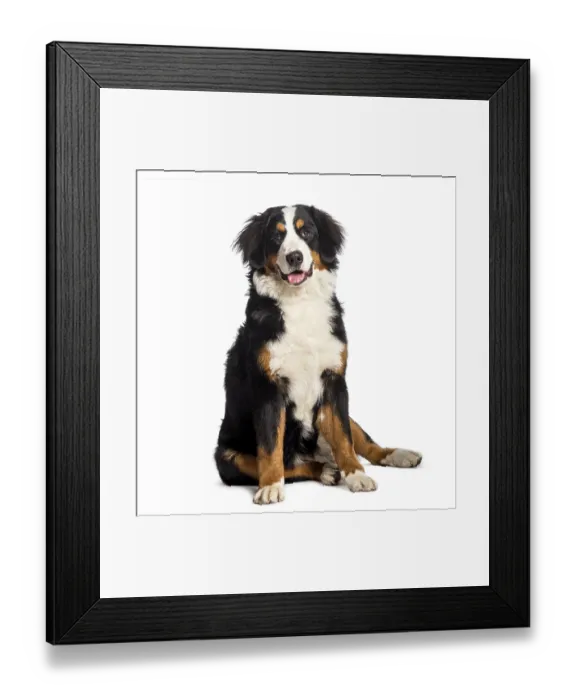 Framed Print : Bernese Mountain Dog sitting in front of white background