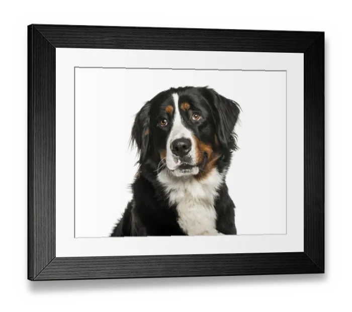 Framed Print : Bernese Mountain Dog in front of white background Framed Print : Bernese Mountain Dog in front of white background