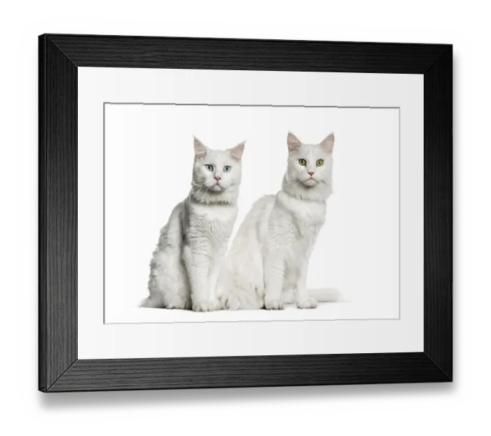 Framed Print : Maine Coon sitting in front of white background Framed Print : Maine Coon sitting in front of white background