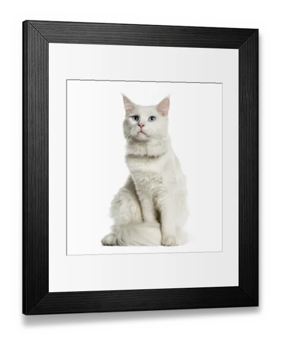 Framed Print : Maine Coon, 8 months old, sitting in front of white background Framed Print : Maine Coon, 8 months old, sitting in front of white background