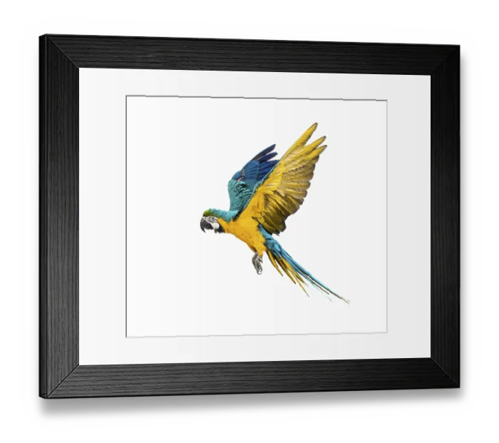 Framed Print : Side view of a blue-and-yellow macaw