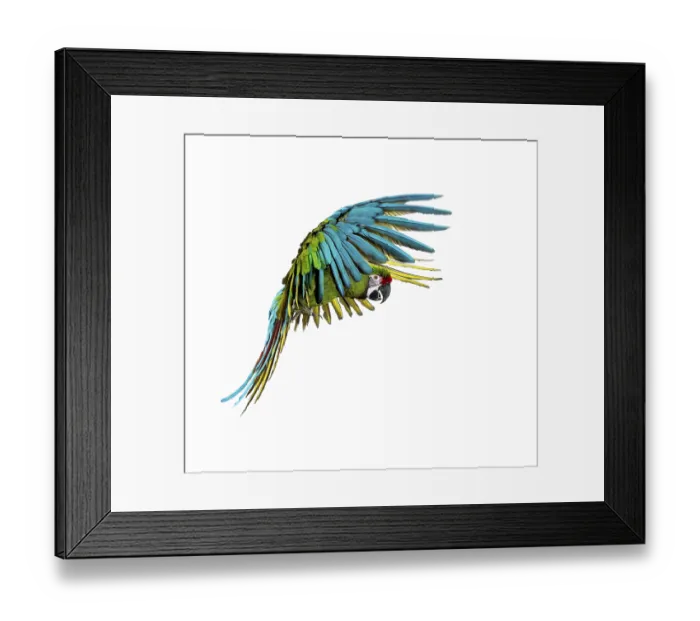 Framed Print : Military macaw, Ara militaris, flying Framed Print : Military macaw, Ara militaris, flying