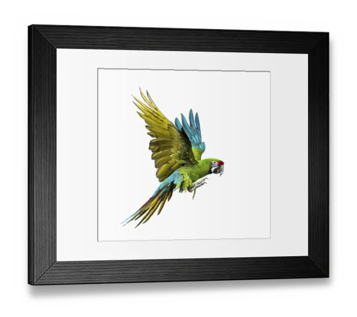 Framed Print : Military macaw, Ara militaris, flying