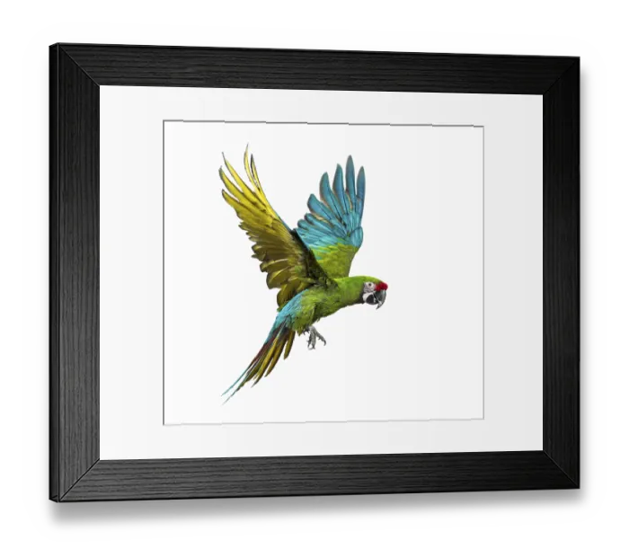 Framed Print : Military macaw, Ara militaris, flying Framed Print : Military macaw, Ara militaris, flying