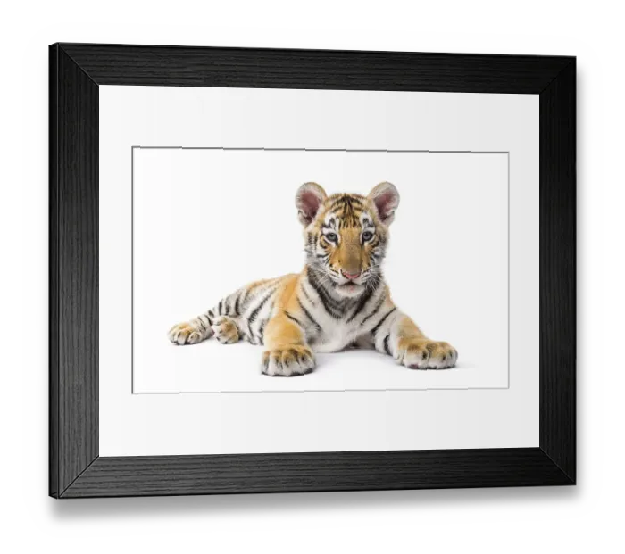 Framed Print : Two months old tiger cub lying against white background