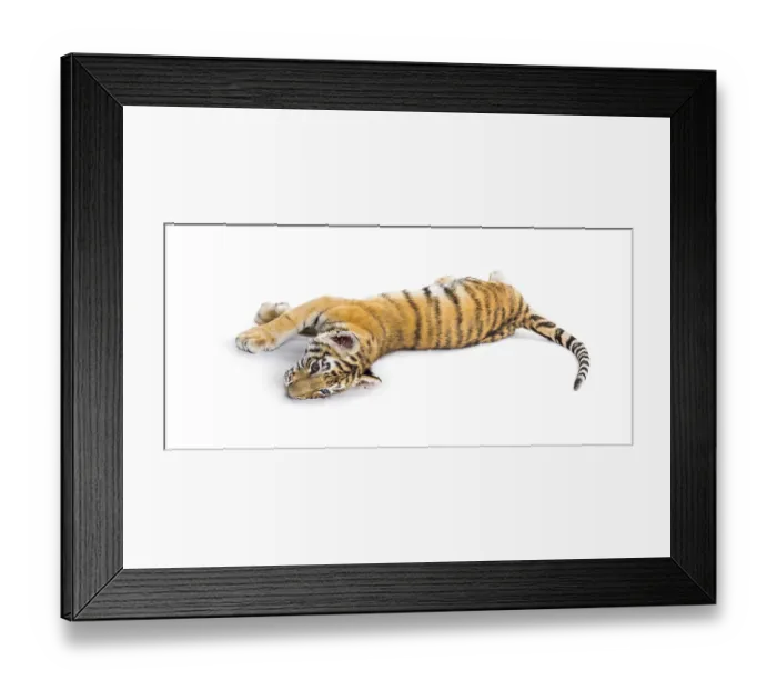 Framed Print : Two months old tiger cub lying against white background