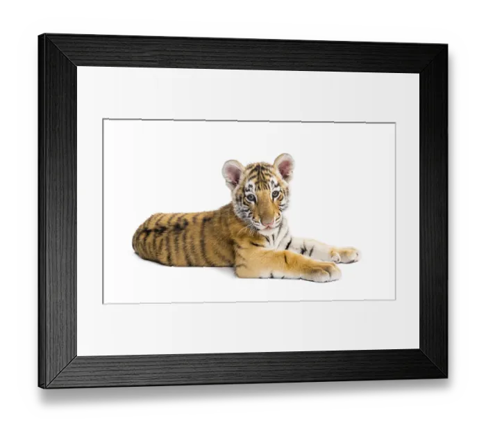 Framed Print : Two months old tiger cub lying against white background