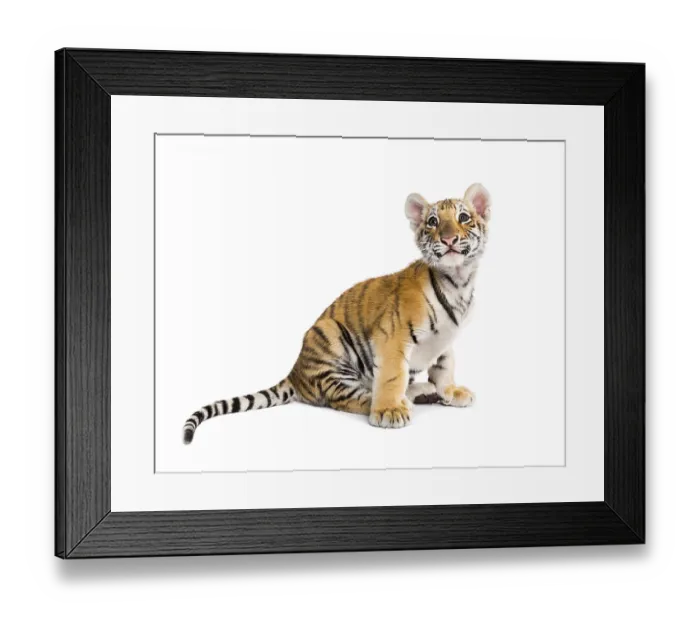 Framed Print : Two months old tiger cub sitting against white background Framed Print : Two months old tiger cub sitting against white background