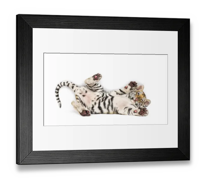 Framed Print : Two months old tiger cub lying against white background