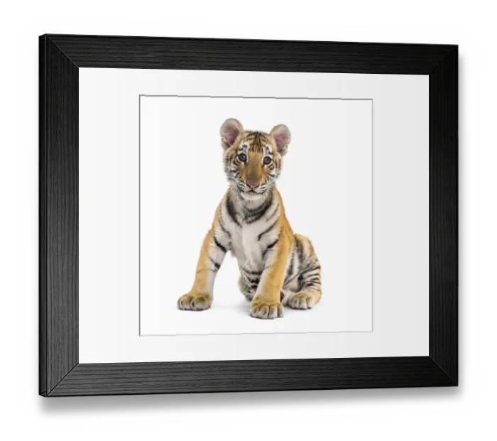 Framed Print : Two months old tiger cub sitting against white background