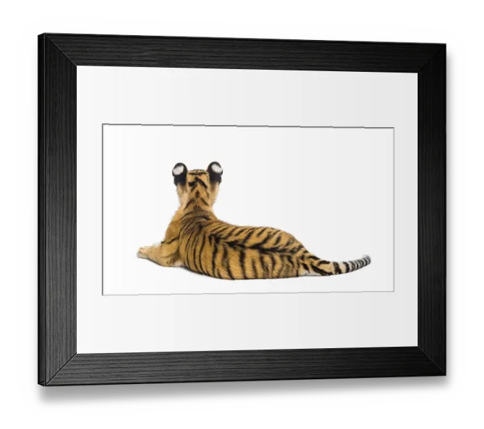 Framed Print : Two months old tiger cub lying against white background