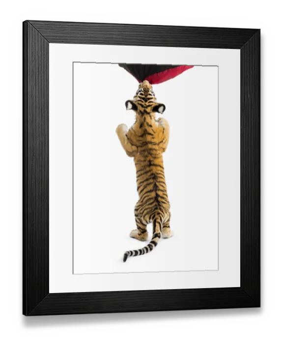 Framed Print : Two months old tiger cub rearing up to bite material against white background Framed Print : Two months old tiger cub rearing up to bite material against white background