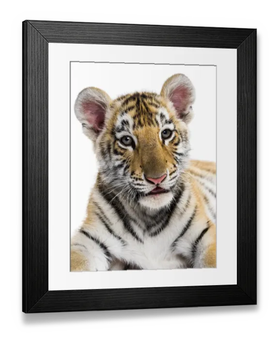 Framed Print : Close-up on a Two months old tiger cub against white background Framed Print : Close-up on a Two months old tiger cub against white background
