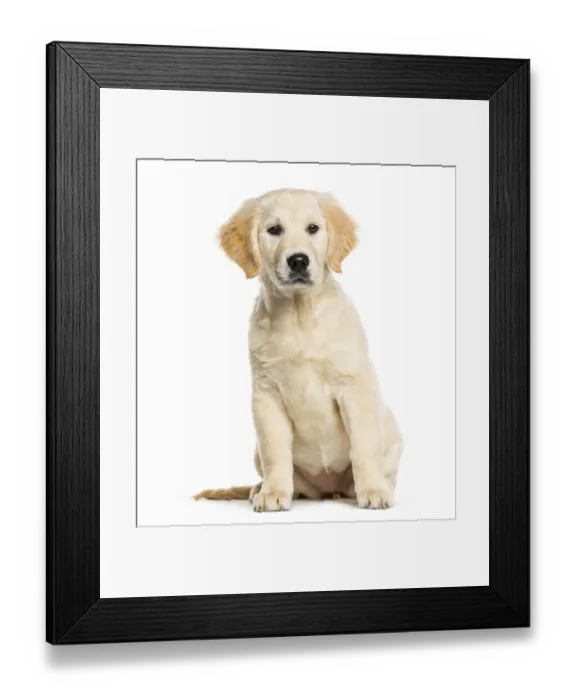 Framed Print : Golden Retriever, 3 months old Framed Print : Golden Retriever, 3 months old