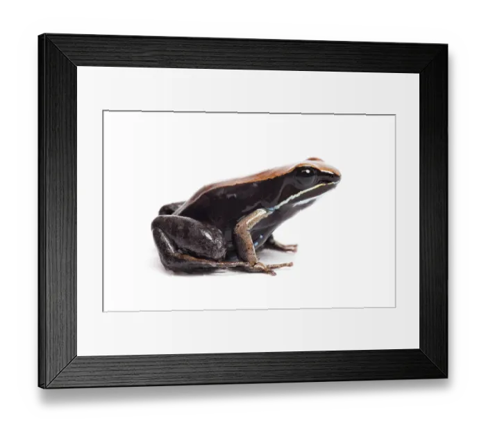 Framed Print : Brown mantella, Mantella betsileo