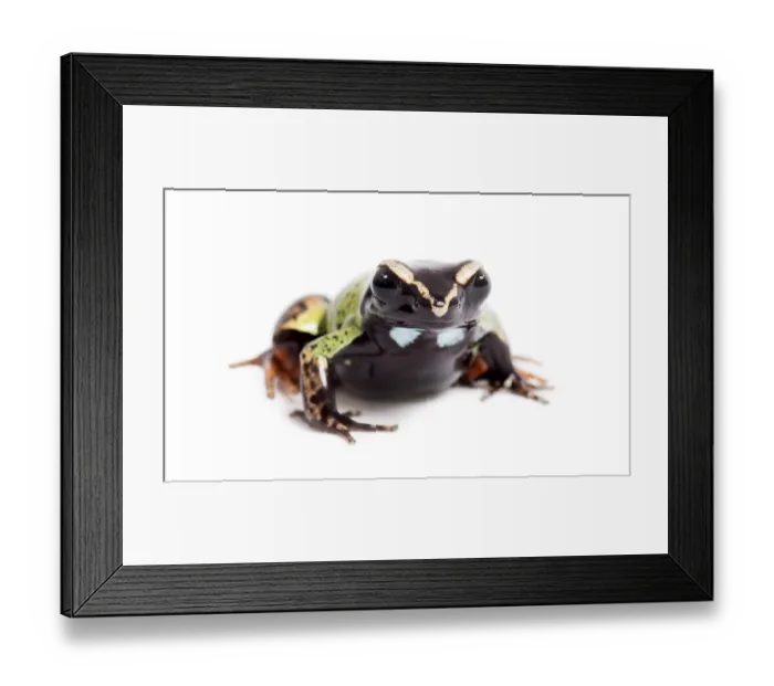 Framed Print : Malagasy painted mantella, Mantella madagascariensis Framed Print : Malagasy painted mantella, Mantella madagascariensis