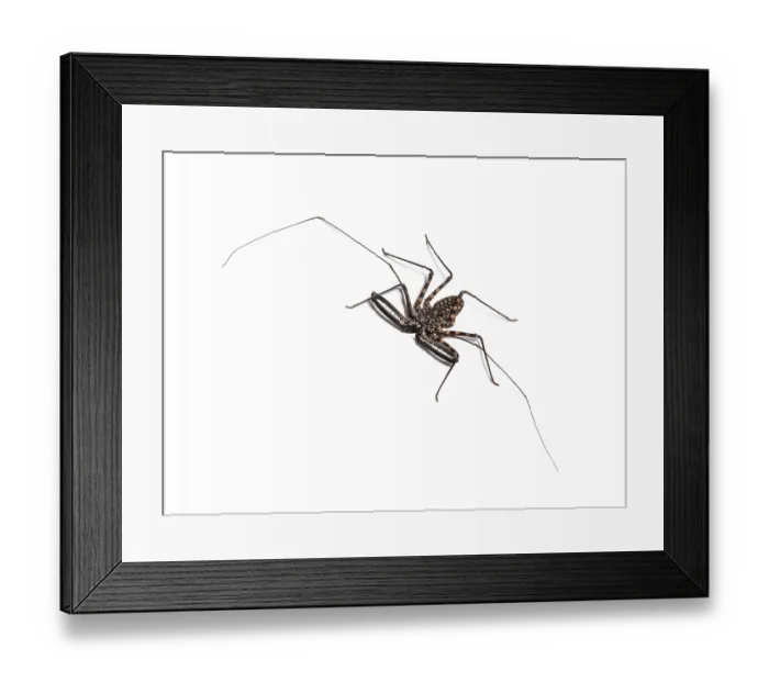 Framed Print : Damon diadema is a species of amblypygid