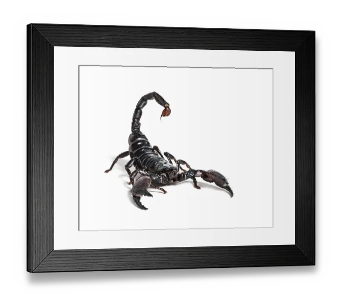 Framed Print : Emperor scorpion, Pandinus imperator Framed Print : Emperor scorpion, Pandinus imperator