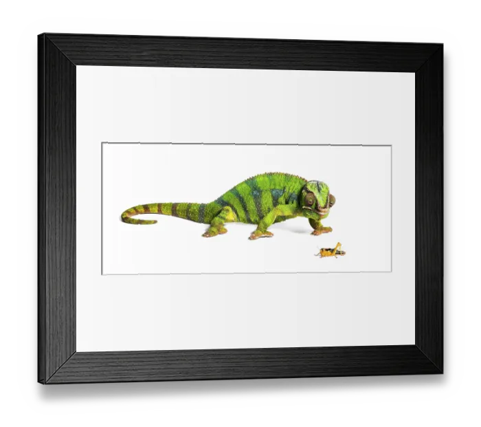 Framed Print : Panther chameleon, Furcifer pardalis Framed Print : Panther chameleon, Furcifer pardalis