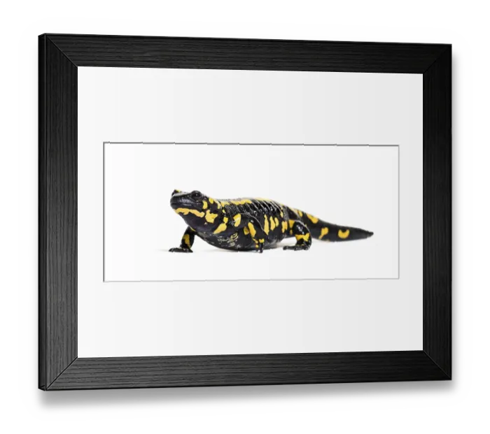 Framed Print : Fire salamander, Salamandra salamandra Framed Print : Fire salamander, Salamandra salamandra