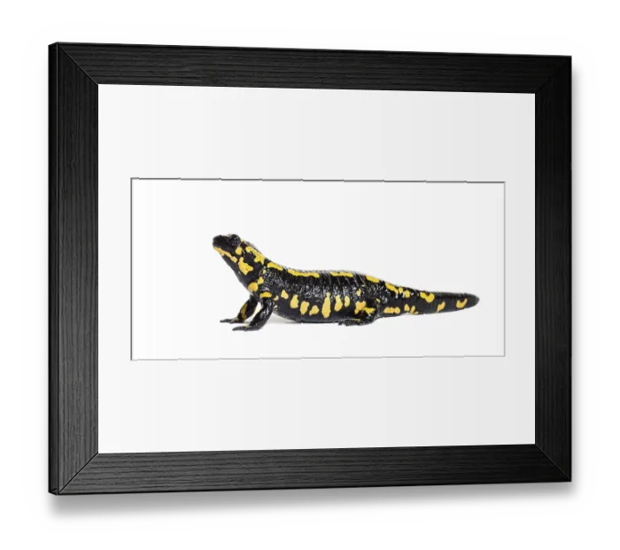 Framed Print : Fire salamander, Salamandra salamandra Framed Print : Fire salamander, Salamandra salamandra