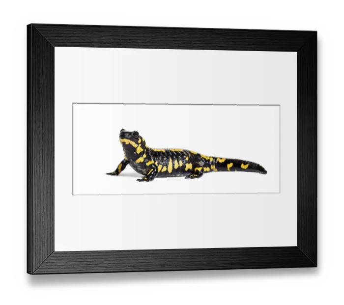 Framed Print : Fire salamander, Salamandra salamandra Framed Print : Fire salamander, Salamandra salamandra