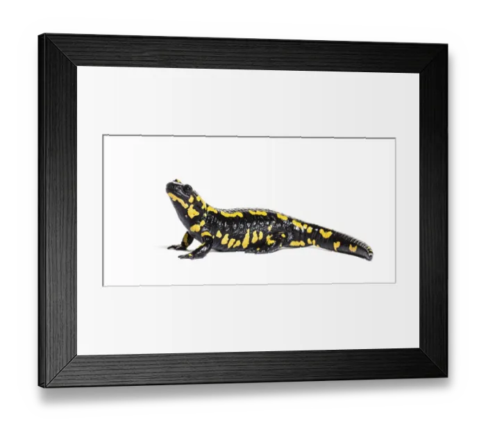 Framed Print : Fire salamander, Salamandra salamandra