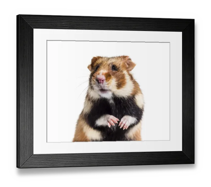 Framed Print : European hamster, Cricetus cricetus