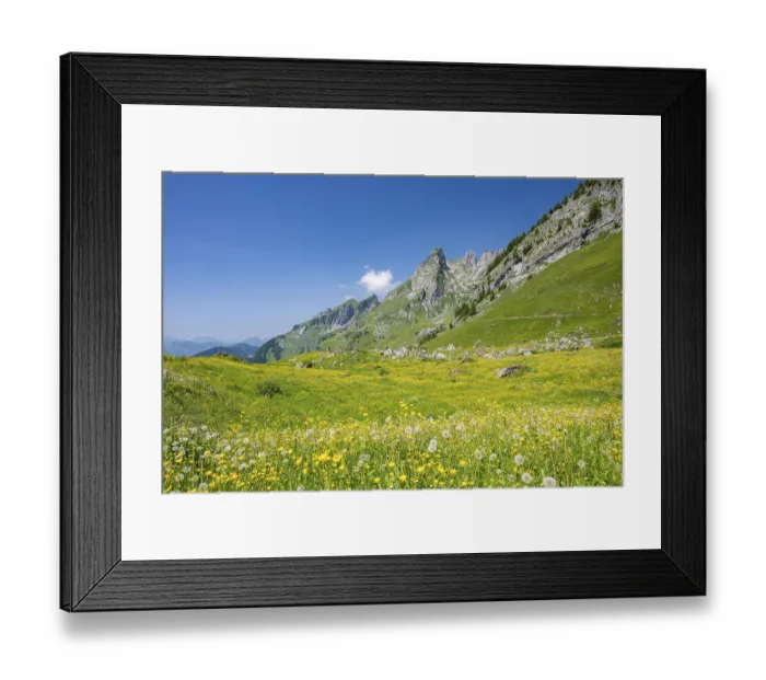 Framed Print : Blooming alpine meadow with mountain panorama