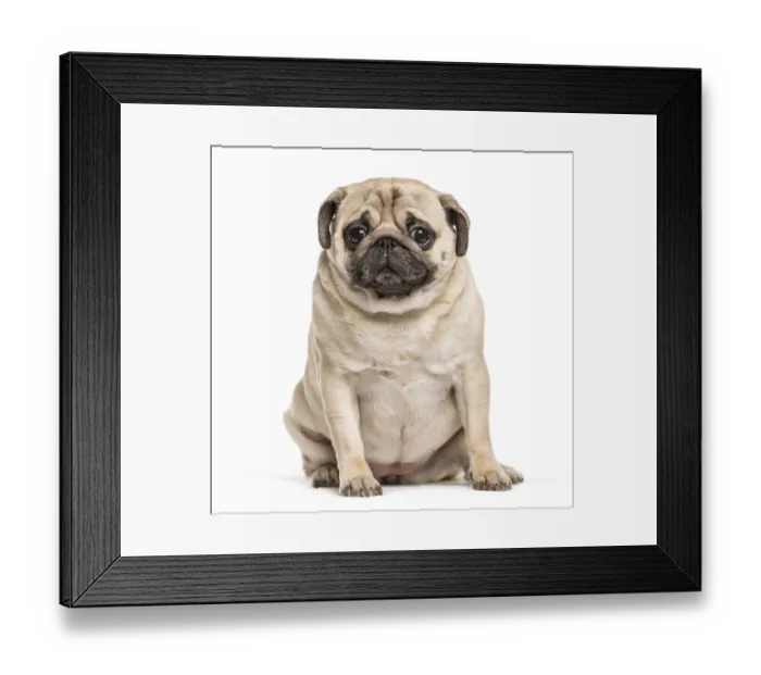 Framed Print : Pug sitting in front of white background