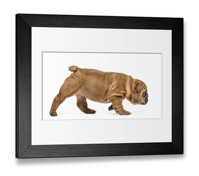Framed Print : Bulldog puppy walking, isolated on white Framed Print : Bulldog puppy walking, isolated on white
