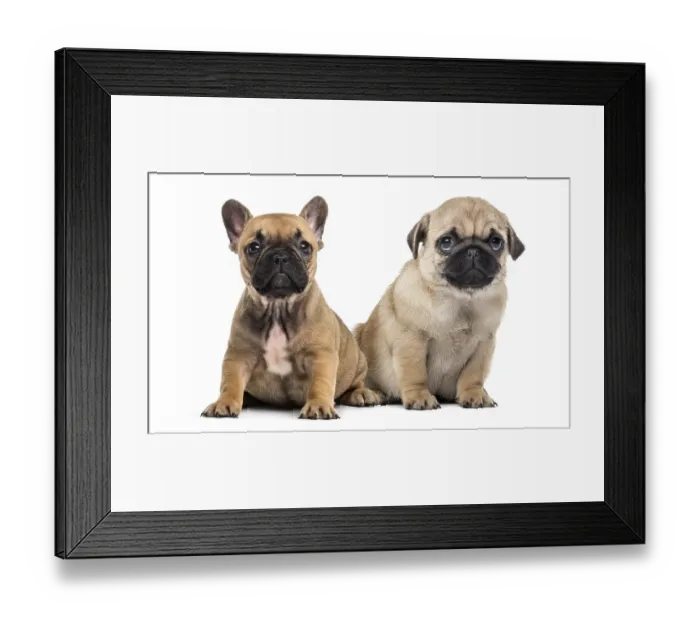 Framed Print : Pug and bulldog puppies side by side