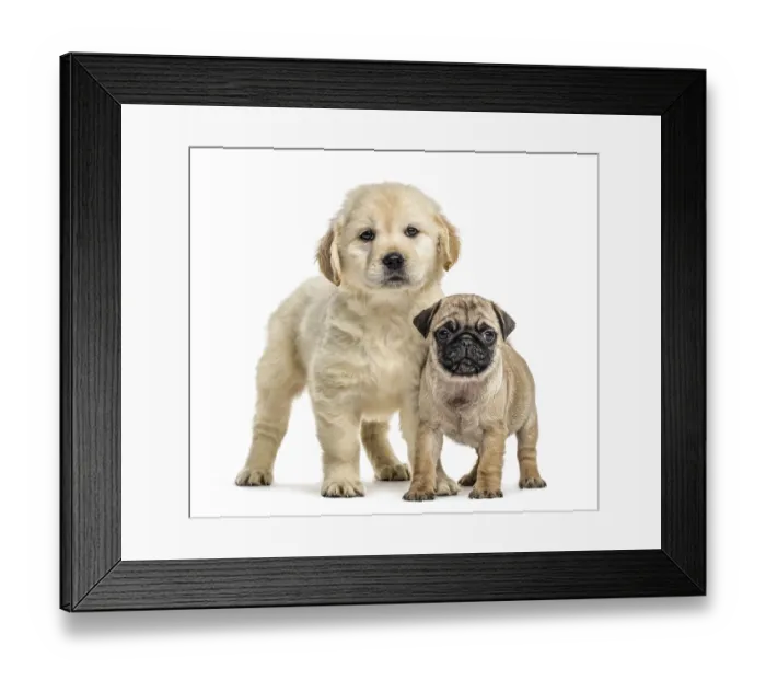 Framed Print : Retriever and pug puppies standing Framed Print : Retriever and pug puppies standing