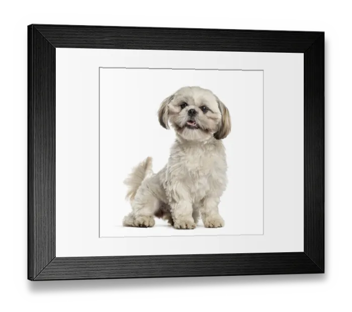 Framed Print : Shih tzu sitting and wagging tail Framed Print : Shih tzu sitting and wagging tail