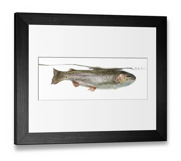 Framed Print : Rainbow trout swimming under water line Framed Print : Rainbow trout swimming under water line