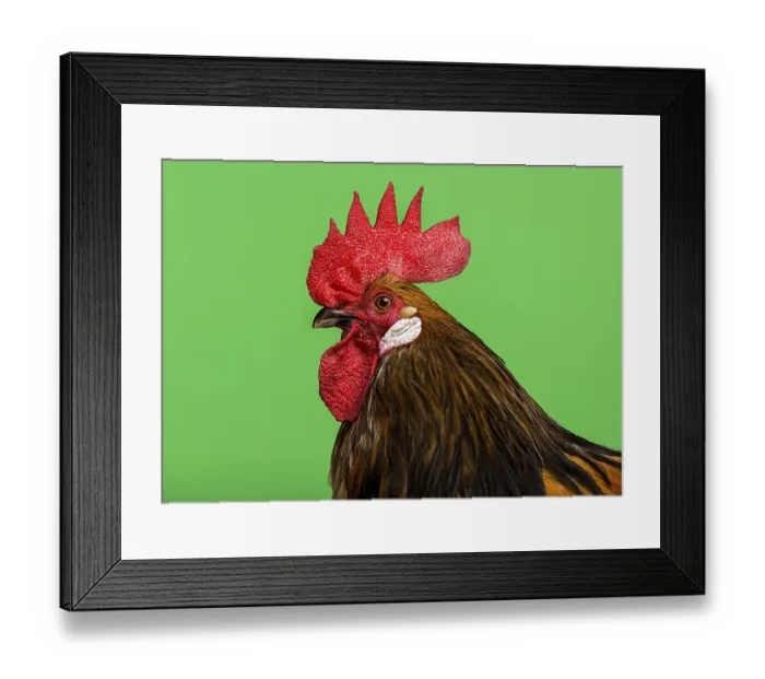 Framed Print : Cose-up of a Bassette rooster against green background